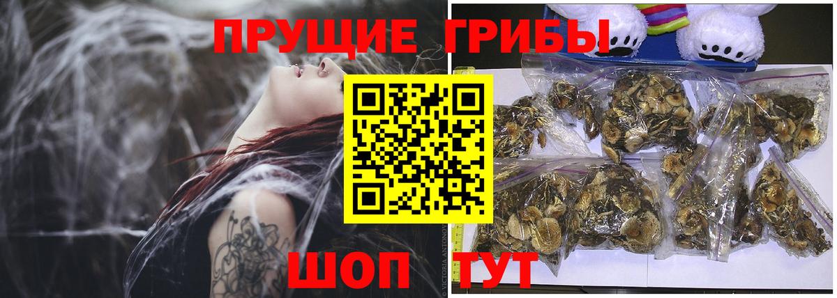 Псилоцибиновые грибы Psilocybe Каменск-Шахтинский